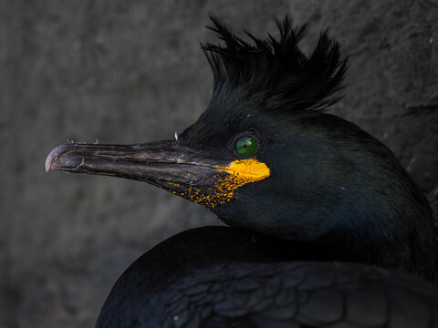 Close-up profile of a European Shag (Gulosus aristotelis) with striking emerald green eye and crest