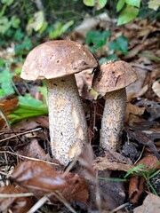 Vermutlich Birkenr&ouml;hrling (Leccinum scabrum)