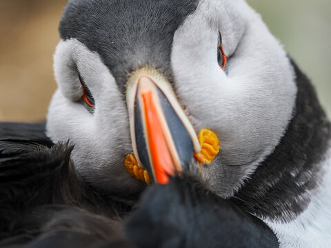 Extreme close-up of an Atlantic Puffin eye and face feathers while resting, Horn&oslash;ya, Norway
