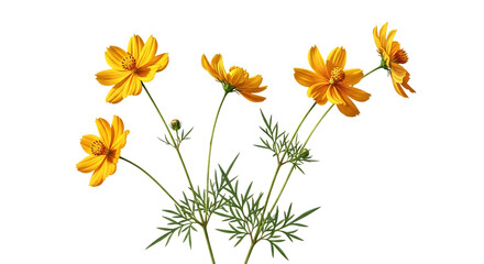 Cluster of Yellow Cosmos Flowers with Green Leaves on Black Background orange floral isolated on a transparent background