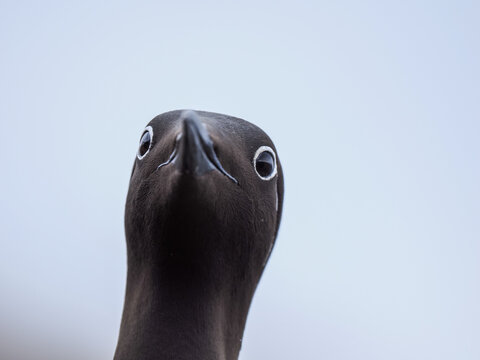 Funny close-up portrait of a Common Murre (Uria aalge) staring curiously directly into the camera lens, hornoya