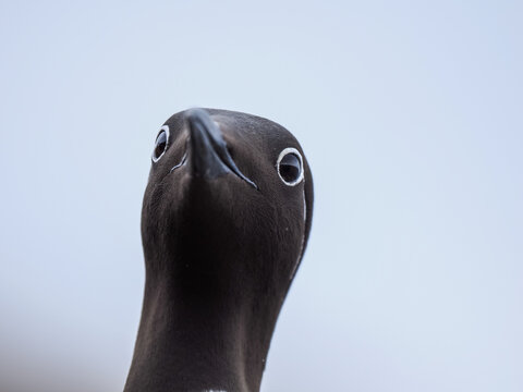 Guillemot (Uria aalge) looking directly at camera, copy space