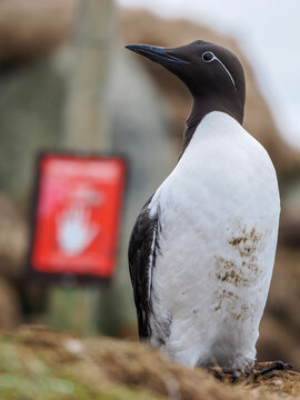 Bridled Common Murre standing on a rocky cliff with a blurred warning sign in the background, Horn&oslash;ya, Norway