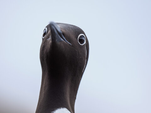 Funny close-up portrait of a Bridled Common Murre looking directly at camera with curiosity, Horn&oslash;ya, Norway