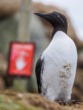 Bridled Common Murre standing on a rocky cliff with a blurred warning sign in the background, Horn&oslash;ya, Norway