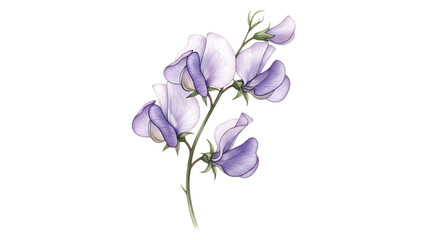 Illustration of a Branch with Delicate Purple and White Sweet Pea Flowers graphic design isolated on a transparent background
