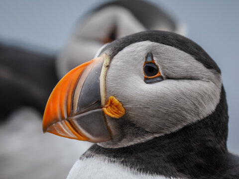 Close-up side profile of an Atlantic Puffin (Fratercula arctica) against a soft grey background
