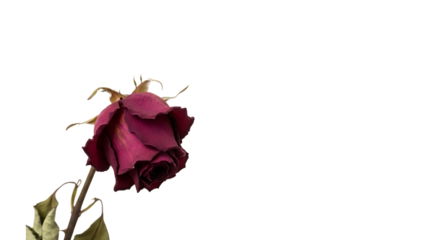Single Wilted Deep Red Rose on Black Background 7qzjaf image isolated on a transparent background