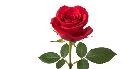 Single Red Rose with Green Leaves on Black Background flower bloom isolated on a transparent background