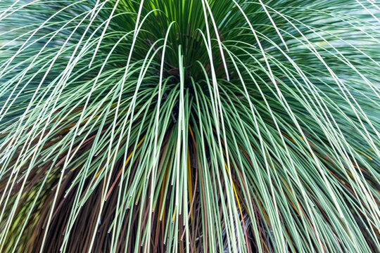 Australian Grass Tree