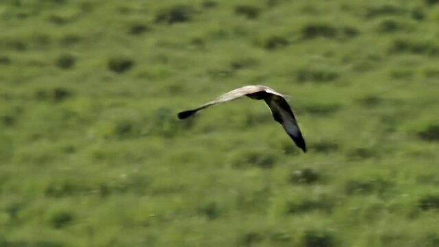 Soaring bird of prey in flight over a blurred green grassland backdrop
