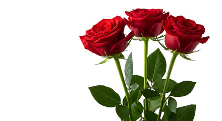 Three Red Roses with Green Stems and Leaves on Black Background flowers floral isolated on a transparent background
