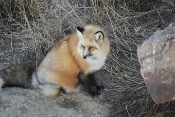 Wild fox 