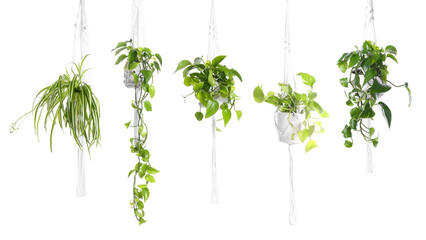 Fototapeta premium Green hanging house plants isolated on white, set