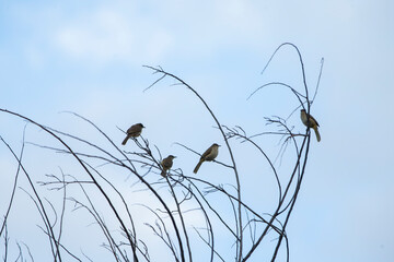 birds sitting on tree branches with blue sky in background, Thailand.