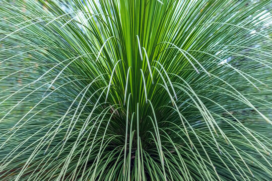 Australian Grass Tree