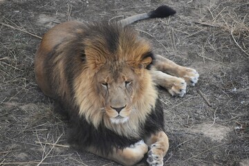Majestic lion relaxing on dry grass © Tonya Hance
