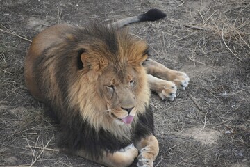 Lion resting on dry grass  © Tonya Hance