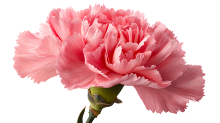 Delicate pink carnation flower with intricately ruffled petals, perfect for floral arrangements, spring greetings, and wedding invitations.
