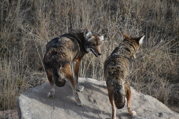 Two coyotes observing 