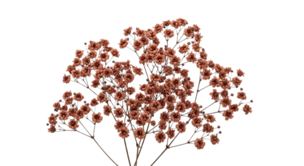 Dried Terracotta Baby's Breath Flowers Bouquet Isolated on Black Background