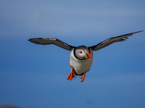 Atlantic Puffin (Fratercula arctica) in flight with wings spread and orange feet extended for landing against a clear blue sky