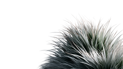 Lush natural plant foliage with elegant long green and grey leaves creates a calming botanical visual ideal for modern graphic applications and digital display backgrounds