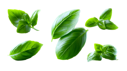 Fresh vibrant green basil leaves collection perfect for culinary applications food preparation seasoning and healthy eating concepts