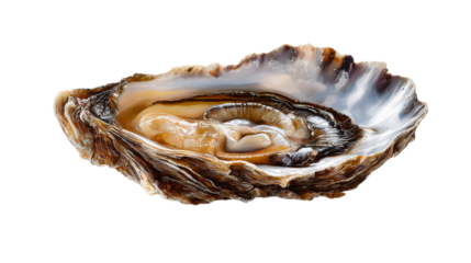 A glistening fresh oyster presented in its natural open shell creating an enticing visual for culinary blogs restaurant menus or upscale food advertisements