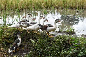 Muscovy duck (Cairina moschata) in the rice fields, Muscovy duck looking for food, Cairina moschata sylvestris