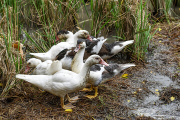 Muscovy duck (Cairina moschata) in the rice fields, Muscovy duck looking for food, Cairina moschata sylvestris