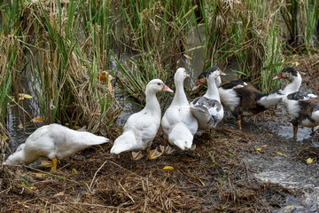 Muscovy duck (Cairina moschata) in the rice fields, Muscovy duck looking for food, Cairina moschata sylvestris