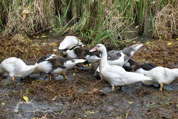 Muscovy duck (Cairina moschata) in the rice fields, Muscovy duck looking for food, Cairina moschata sylvestris