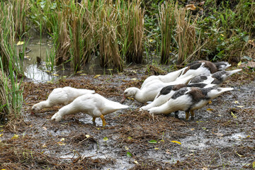 Muscovy duck (Cairina moschata) in the rice fields, Muscovy duck looking for food, Cairina moschata sylvestris