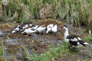 Muscovy duck (Cairina moschata) in the rice fields, Muscovy duck looking for food, Cairina moschata sylvestris