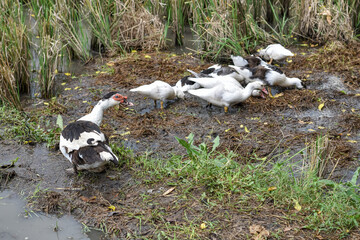 Muscovy duck (Cairina moschata) in the rice fields, Muscovy duck looking for food, Cairina moschata sylvestris
