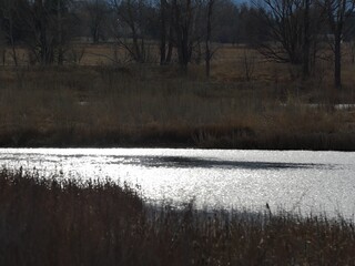 Shimmering Water Surface in Winter Wetland, Boulder Colorado © Ted