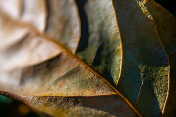 A close-up view of a colorful leaf showing natural texture and patterns in green, red, yellow, and brown