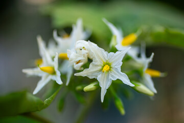 White eggplant flowers, where the flowers and petals showcase the natural beauty of the spring season