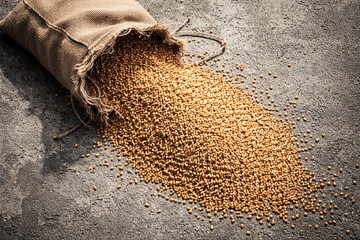 Golden Wheat Grain Spilled from Rustic Burlap Sack on Concrete