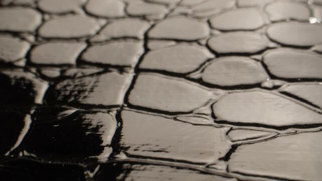 studio shot highlighting reflective crocodile skin textures with high contrast and wet look