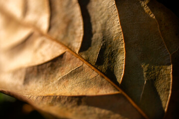 A close-up view of a colorful leaf showing natural texture and patterns in green, red, yellow, and brown