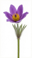 Purple pasque flower displays open petals and a central cluster of yellow stamens. The single stem shows fine hairs and feathery basal leaves on a clean white background for botanical and editorial pr