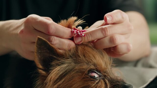 Yorkshire terrier at grooming salon, woman grrom small cute dog, happy animal life.