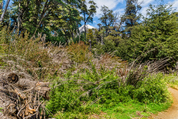 Arrayanes Trail, Lake Moreno West, Bariloch, Rio Negro Province, Argentine Patagonia.
