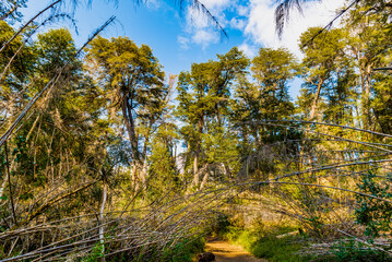 Arrayanes Trail, Lake Moreno West, Bariloch, Rio Negro Province, Argentine Patagonia.