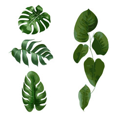 vector realistic tropical plants floral concept  tropical leaves concept
