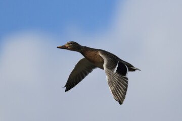 beautiful female Mallard in flight in the sky