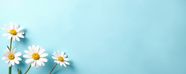 Light blue backdrop, white daisies in bottom corner Simple, elegant desktop wallpaper , flowers, soft, blossom