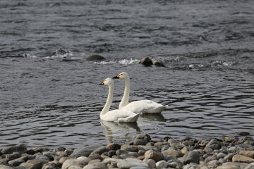 Siberian swans that flew to the Azusagawa River
